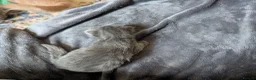 Mixed Breed cats for sale: Bengal x Maine coons kittens  - Advert 10