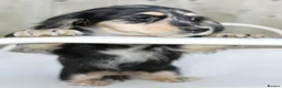 Miniature Dachshund dogs for sale: Cream dapple in Warrington - Advert 2
