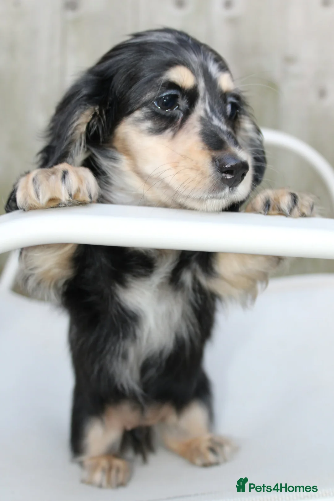 Miniature Dachshund dogs for sale: Cream dapple in Warrington - Advert 2