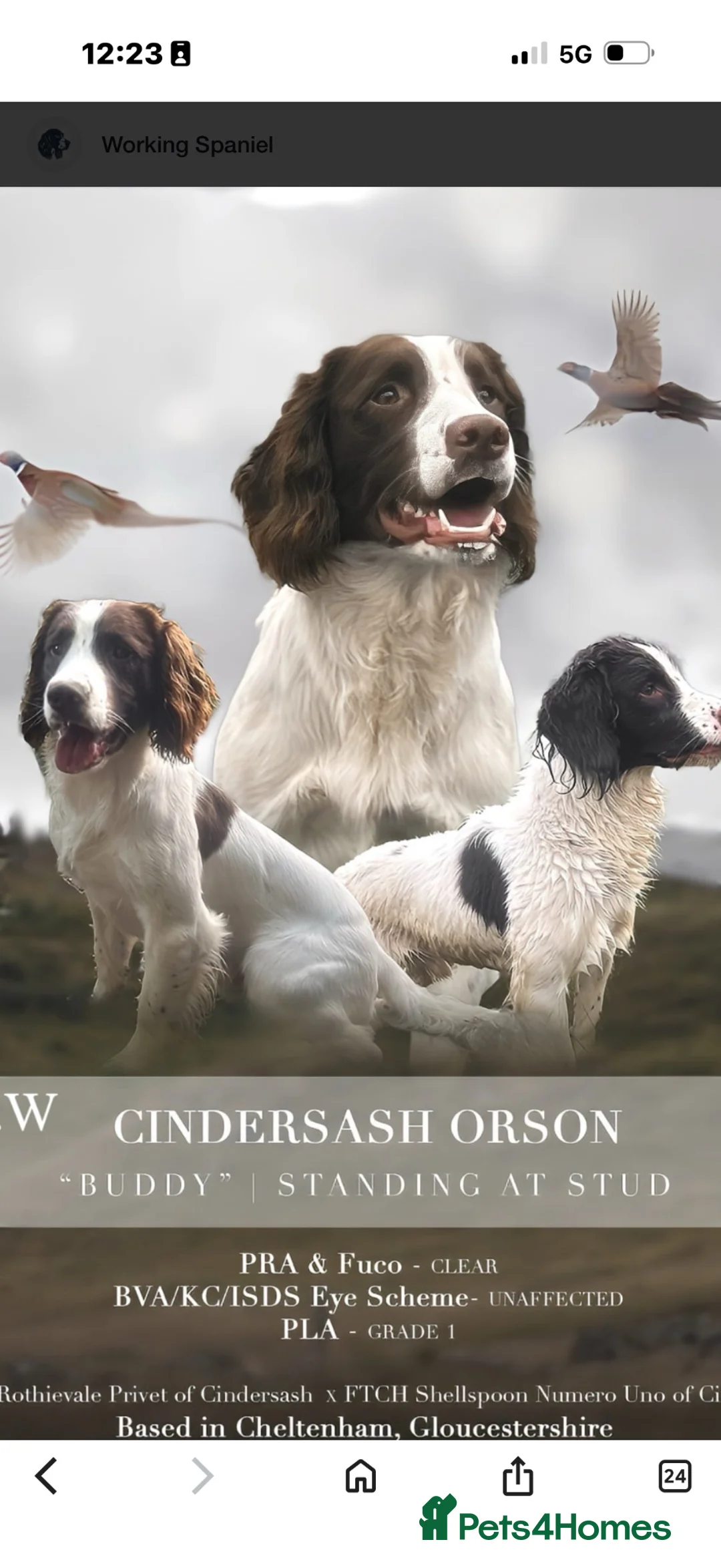 English Springer Spaniel dogs for stud: Field Trail Winning Springer Dog for Stud  in Brandon - Advert 4