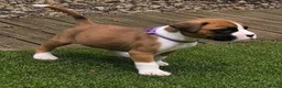 Boxer dogs for stud: Boxer dog for stud  - Advert 9