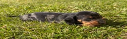 Miniature Dachshund dogs for sale: 5 stunning mini dachshunds for sale❤️🏡🥰 - Advert 20