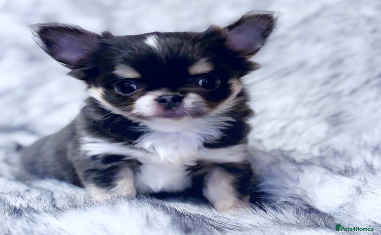 Chihuahua dogs - Advert 1