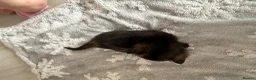 British Shorthair cats for sale: PLEASE READ ADVERT LAST TWO FEMALE KITTEN’S LEFT  - Advert 18