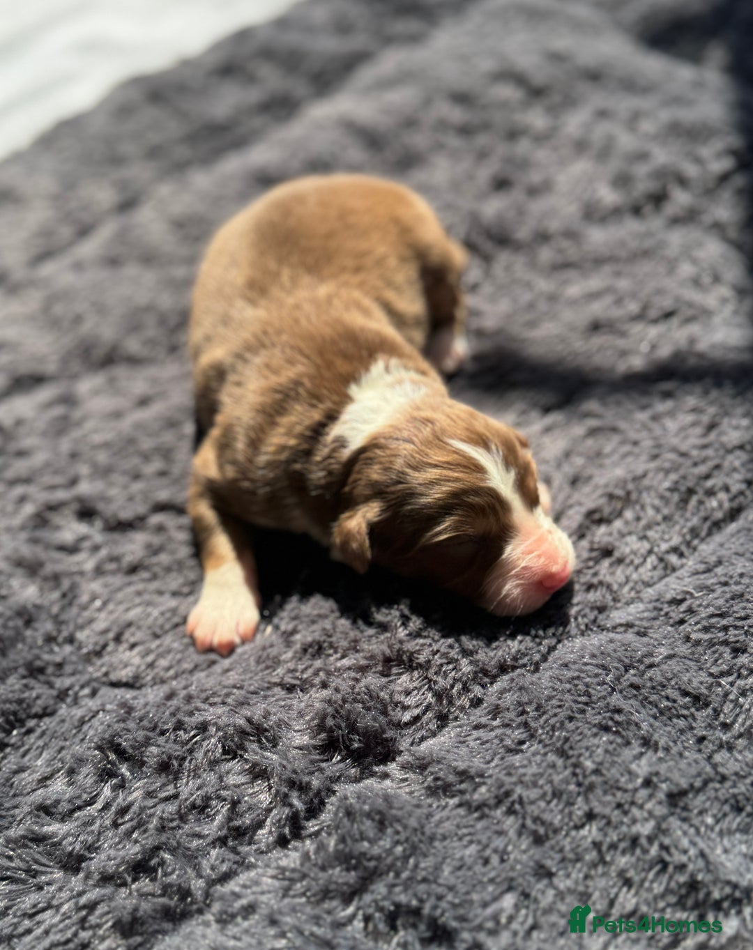 Australian Shepherd dogs for sale: KC registered Australian Shepard puppies - Image 22