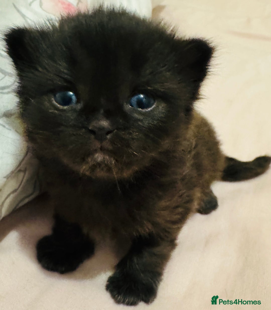 Siamese cats for sale: ‏L5 3QQ - Advert 2