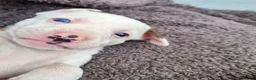 Mixed Breed dogs for sale: Lurcher bull puppies for sale - Advert 29