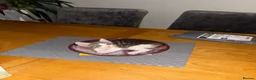 Mixed Breed cats for sale: 6 gorgeous kittens for sale - Advert 8