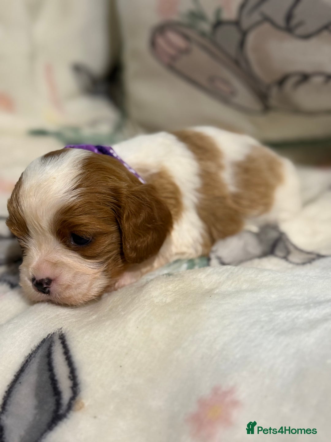 Cavalier King Charles Spaniel dogs for sale: Stunning DNA clear cavalier pups ready 2026 - Advert 6