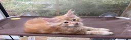 Maine Coon cats for sale: Beautiful Main Coon Kittens Ready - Advert 9