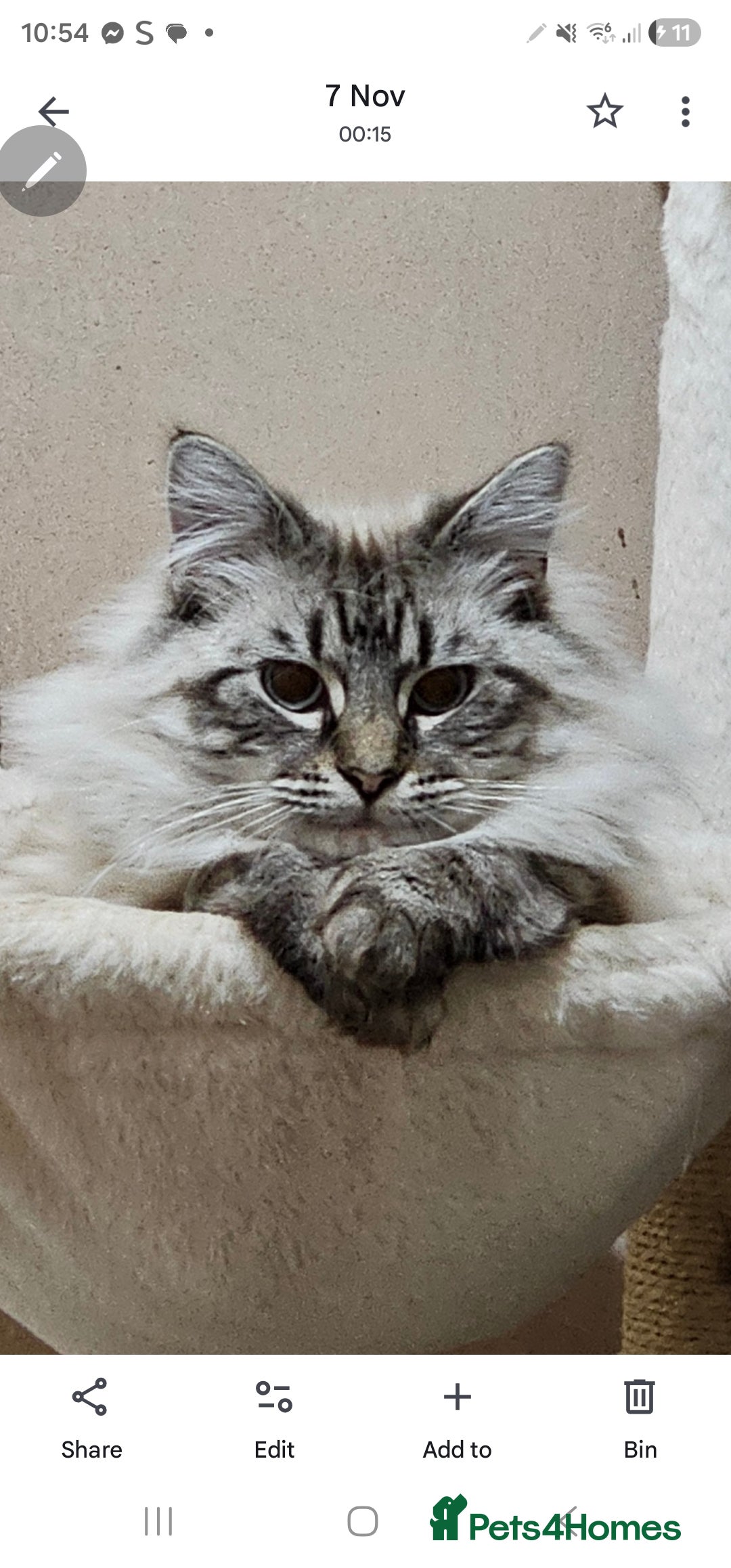 Mixed Breed cats for sale: Jasper - Advert 1