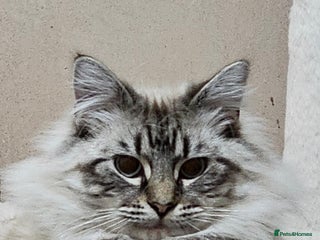 Mixed Breed cats Jasper - Advert 2