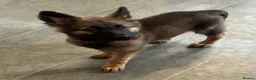 German Shepherd dogs for sale: Beautiful German shepherd cross Belgium shepherd  - Advert 8