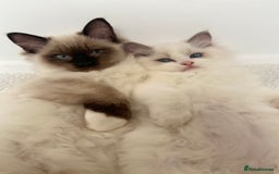 Ragdoll cats for sale: Ragdolls  - Image 2