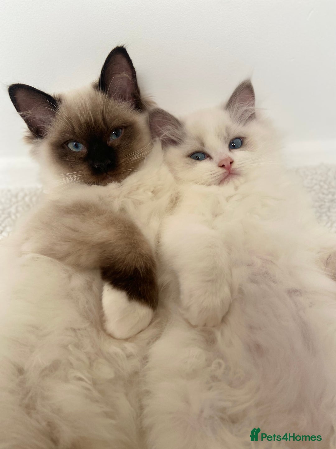 Ragdoll cats for sale: Ragdolls  - Image 2