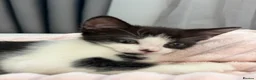 Mixed Breed cats for sale:  Beautiful Black & White Kittens Looking for home in Manchester - Advert 16