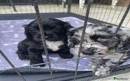Mixed Breed dogs for sale: Puppies  - Image 4
