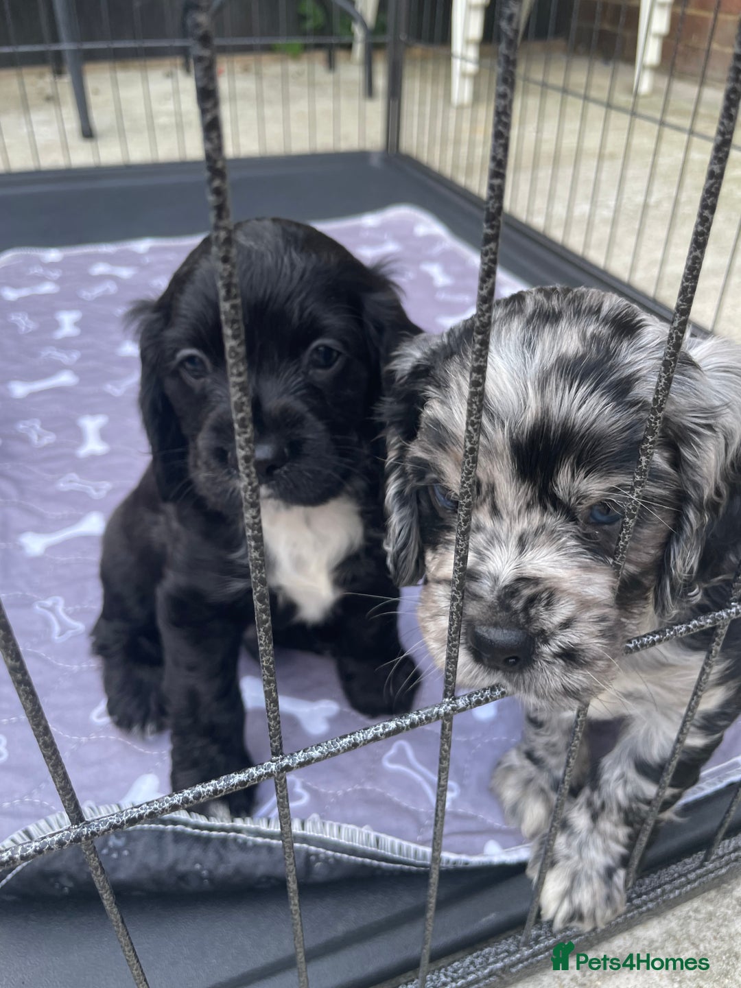 Mixed Breed dogs for sale: Puppies  - Image 4