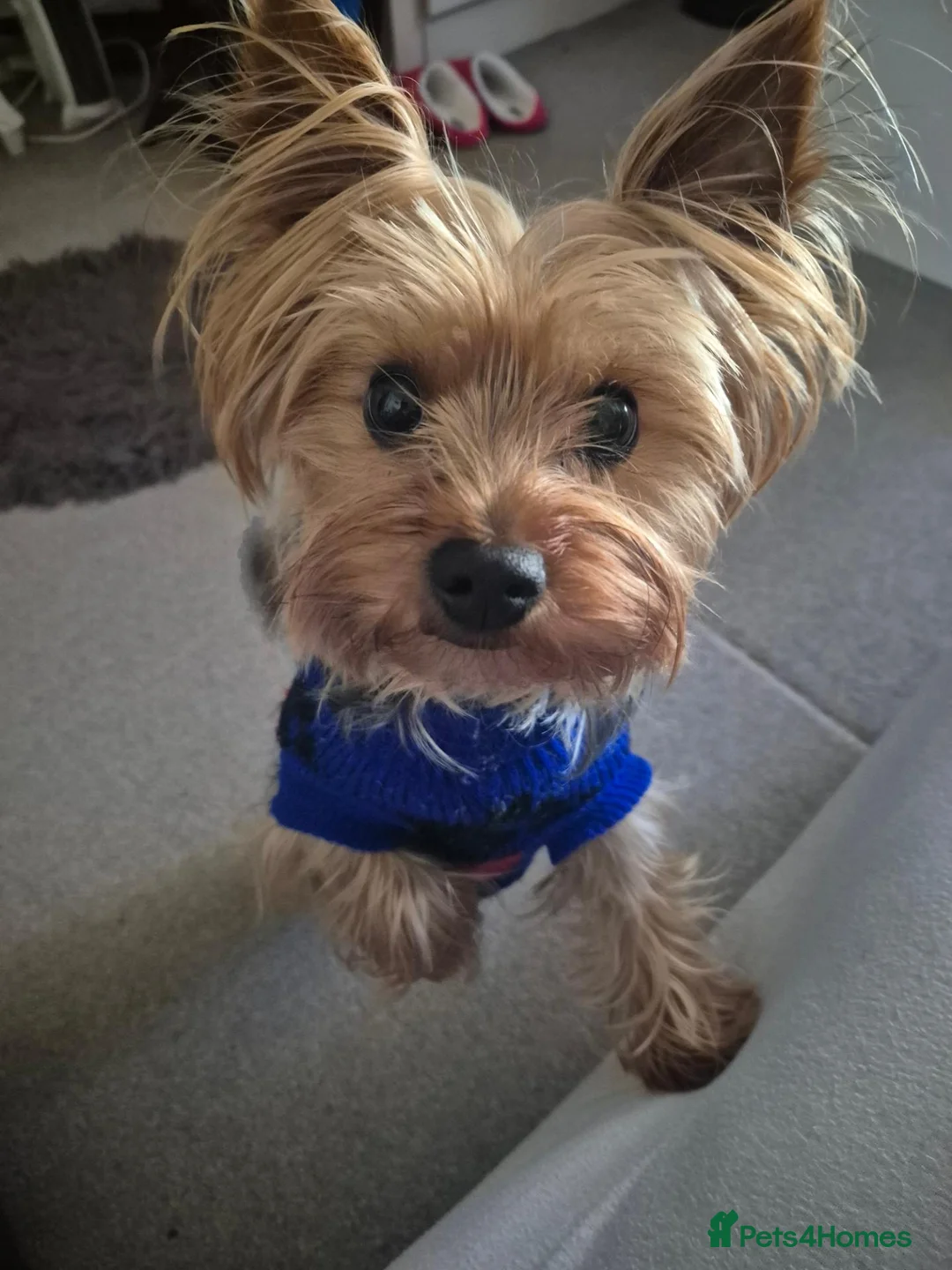 Yorkshire Terrier dogs for stud: Whisky  for stud - Advert 1