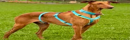 Mixed Breed dogs for adoption: Robbie - Spanish Podenco - Advert 14