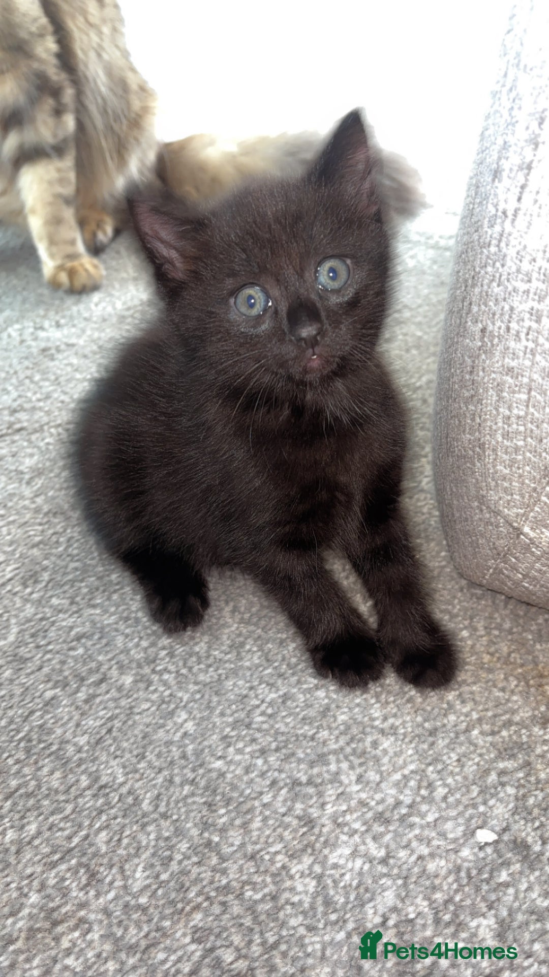 Mixed Breed cats for sale: Beautiful boy - Image 4