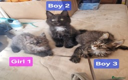 Maine Coon cats for sale: Gorgeous Half Maine Coon Boys and Girls  - Image 14