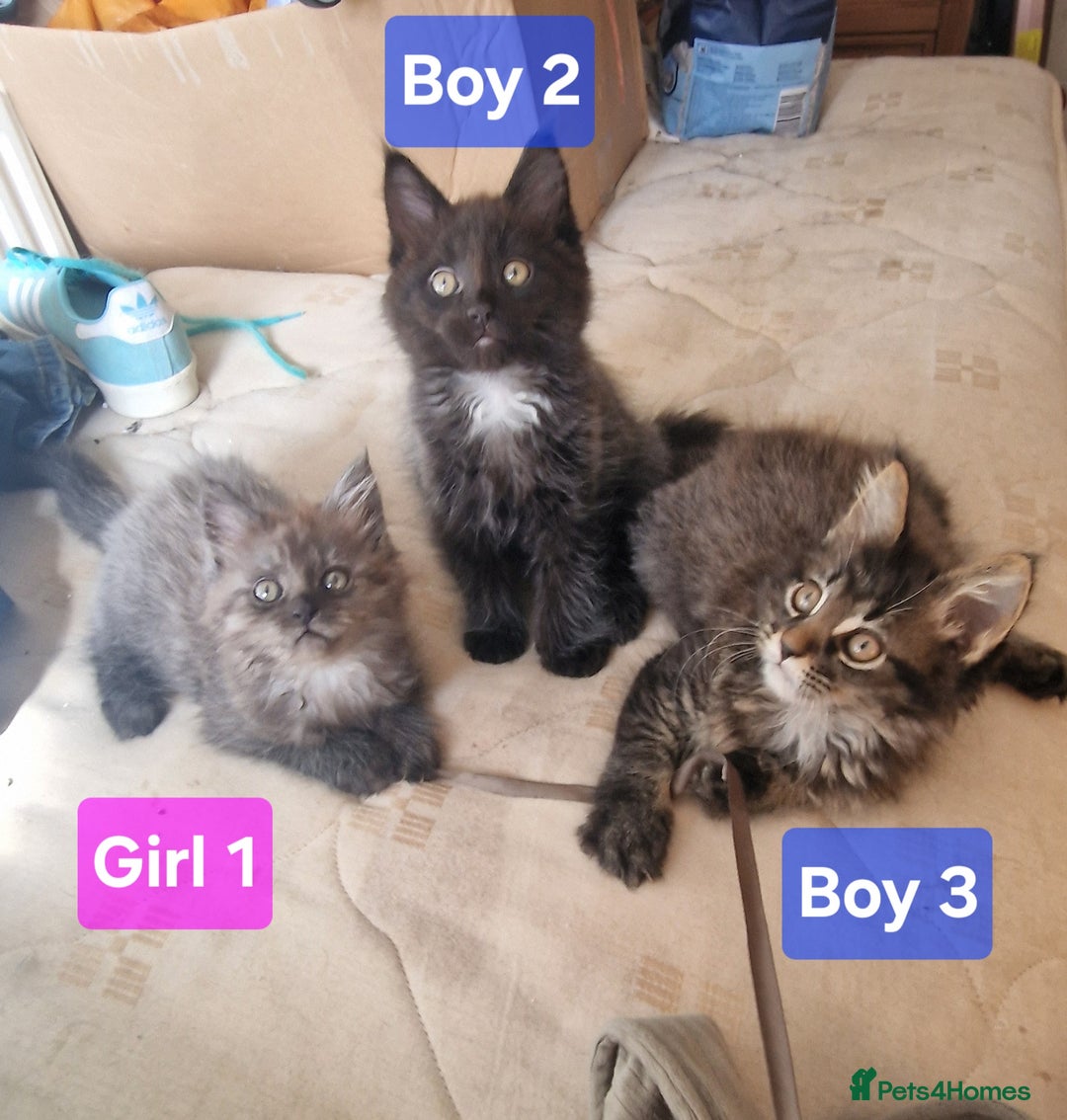 Maine Coon cats for sale: Gorgeous Half Maine Coon Boys and Girls  - Image 14