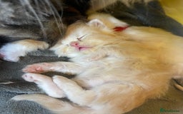 Mixed Breed cats for sale: Health Tested Perdolls - Image 6