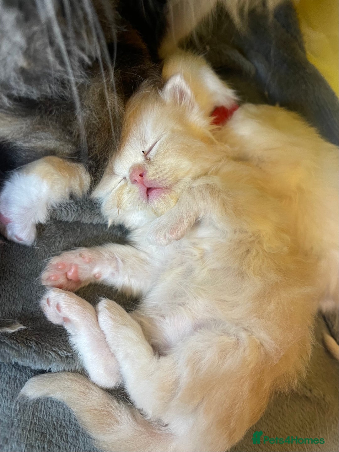 Mixed Breed cats for sale: Health Tested Perdolls - Image 6