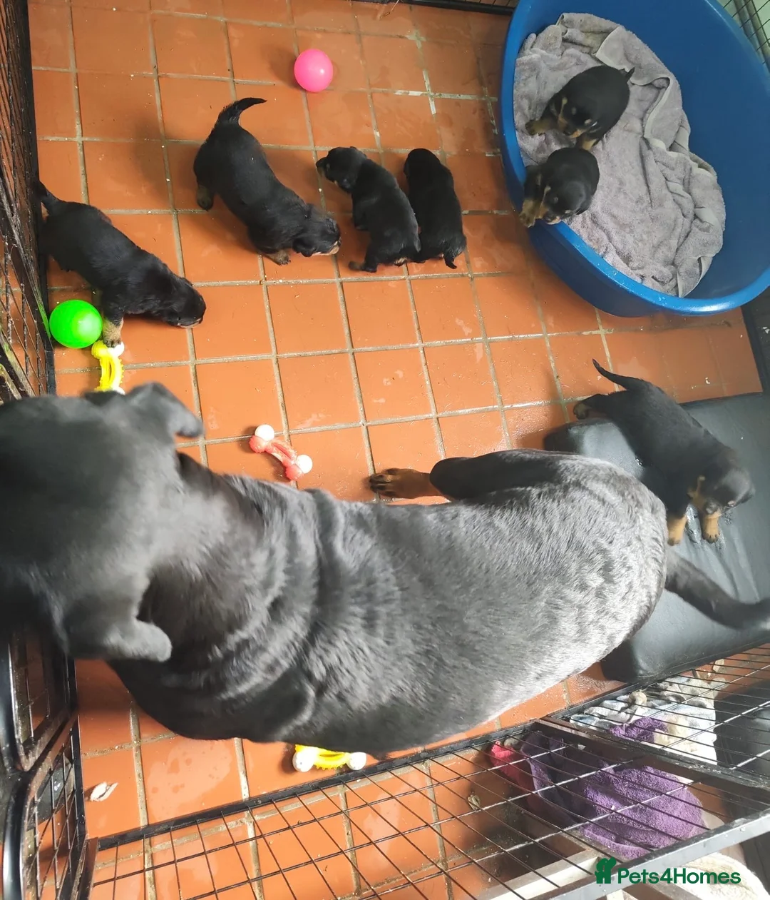 Rottweiler dogs for sale: Rottweiler Puppies Non KC Registered Litter in Gaerwen - Advert 1