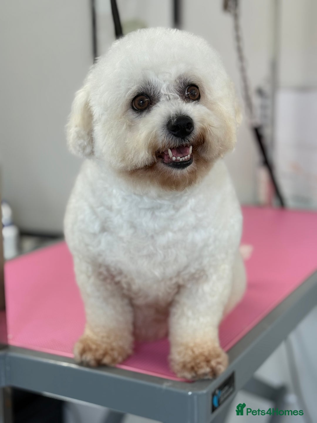 Bichon Frise dogs for sale: Gorgeous Bichon Girl  - Image 3