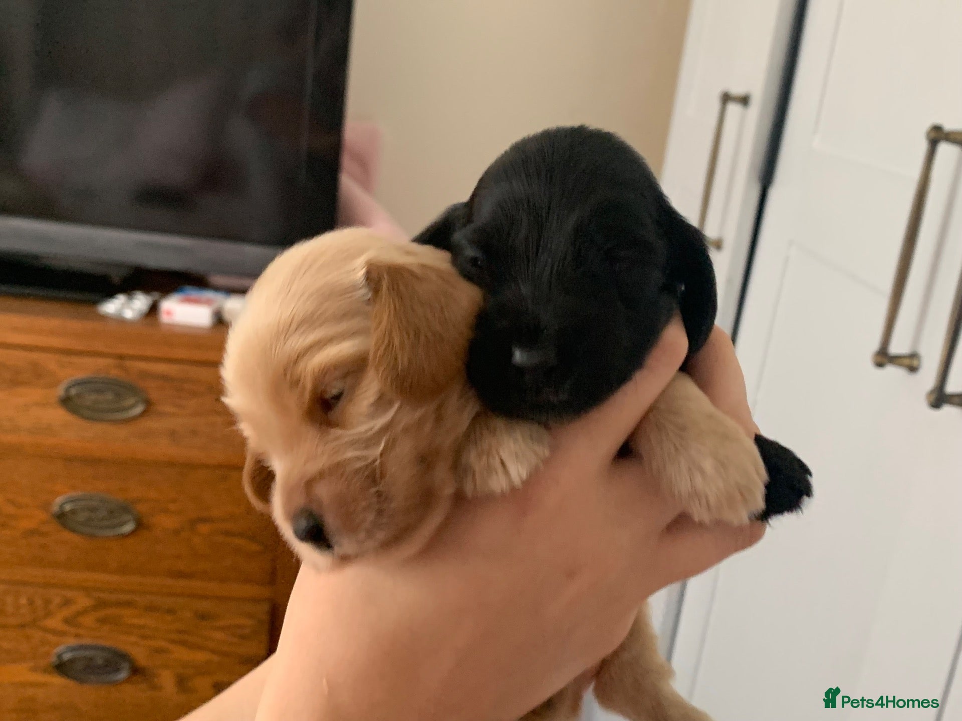 Cocker Spaniel dogs Beautiful pedigree English show cocker puppies 🐾 - Advert 1