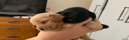 Cocker Spaniel dogs for sale: Beautiful pedigree English show cocker puppies 🐾 in Knutsford - Advert 1