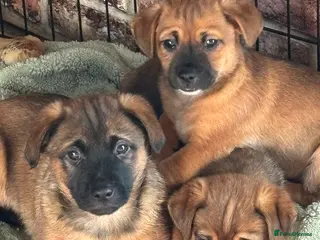 Jack Russell dogs Jack Russell puppies! - Advert 1