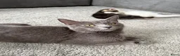 Russian Blue cats for sale: Russian blue x mixed breed - Advert 2