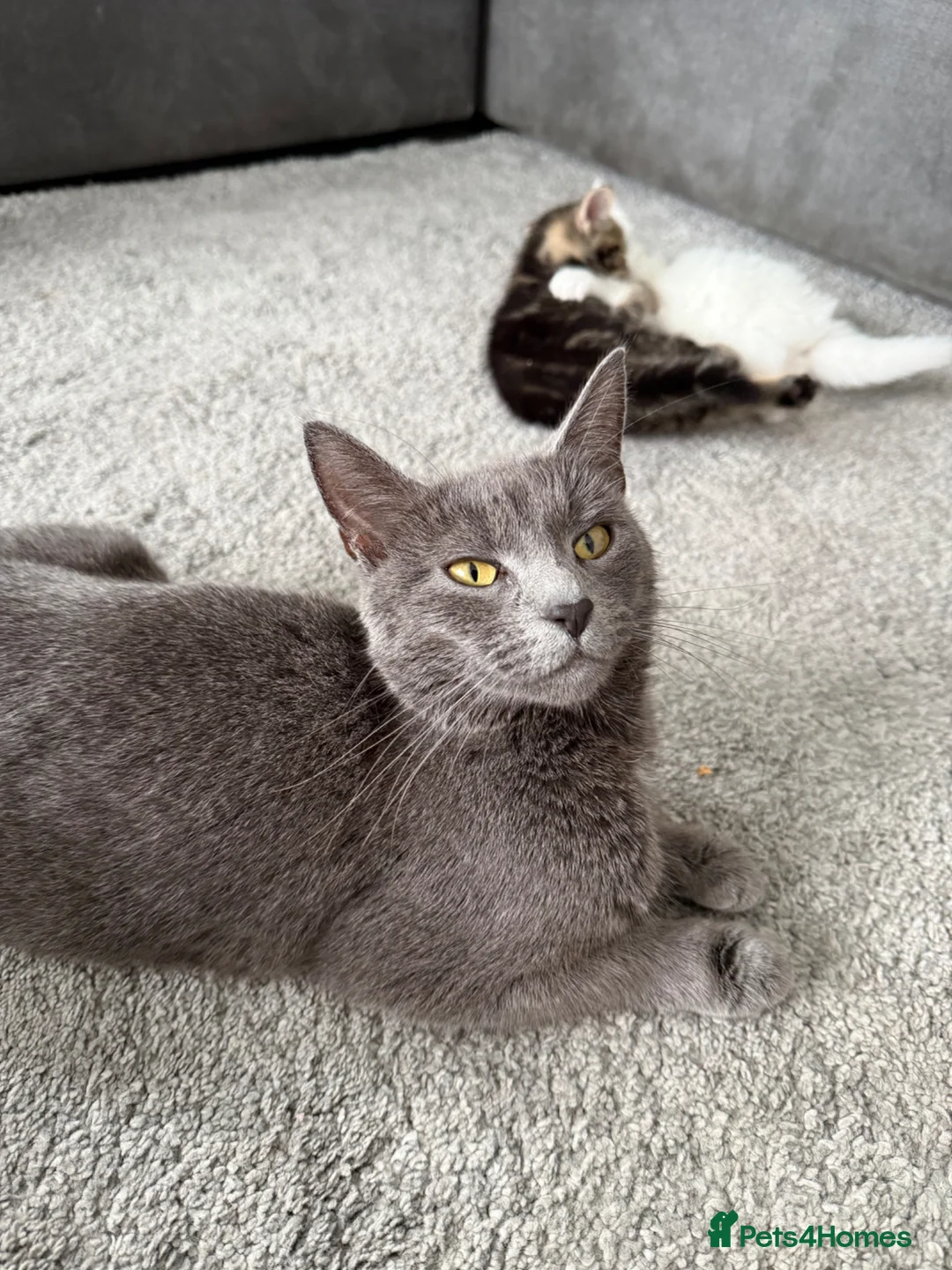 Russian Blue cats for sale: Russian blue x mixed breed - Advert 2