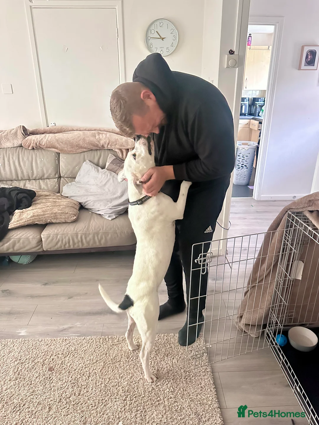 Mixed Breed dogs for sale: Daphne  - Advert 8