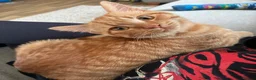 Domestic Shorthair cats for sale: Ginger boy - Advert 1