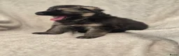 German Shepherd dogs for sale: German shepherd pups - Advert 9