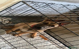 Mixed Breed dogs for sale: Belgian malinois cross border collie  - Image 2