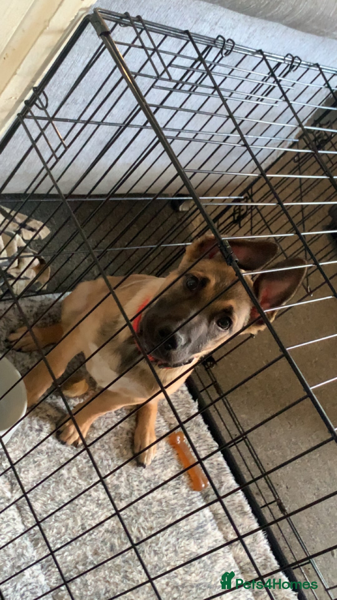 Mixed Breed dogs for sale: Belgian malinois cross border collie  - Image 2