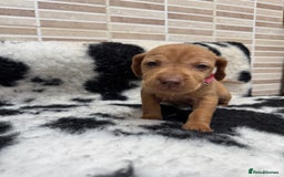 Hungarian Vizsla dogs for sale: 10 Hungarian Vizsla puppies - 6 boys & 4 girls - Image 8