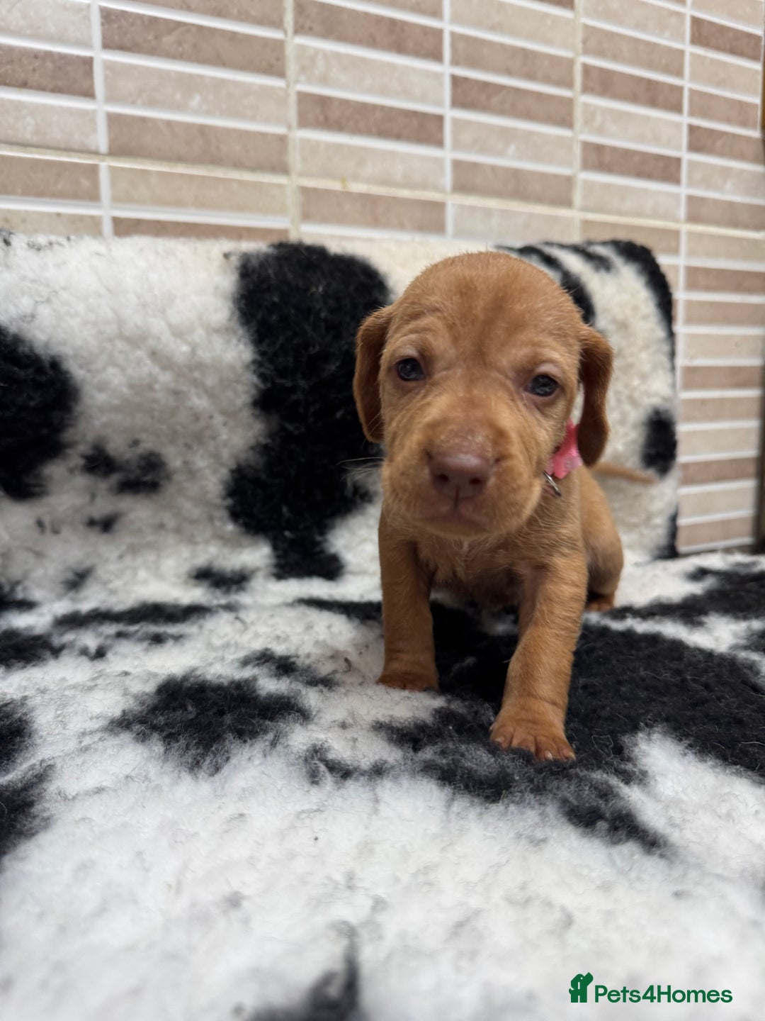 Hungarian Vizsla dogs for sale: 10 Hungarian Vizsla puppies - 6 boys & 4 girls - Image 8