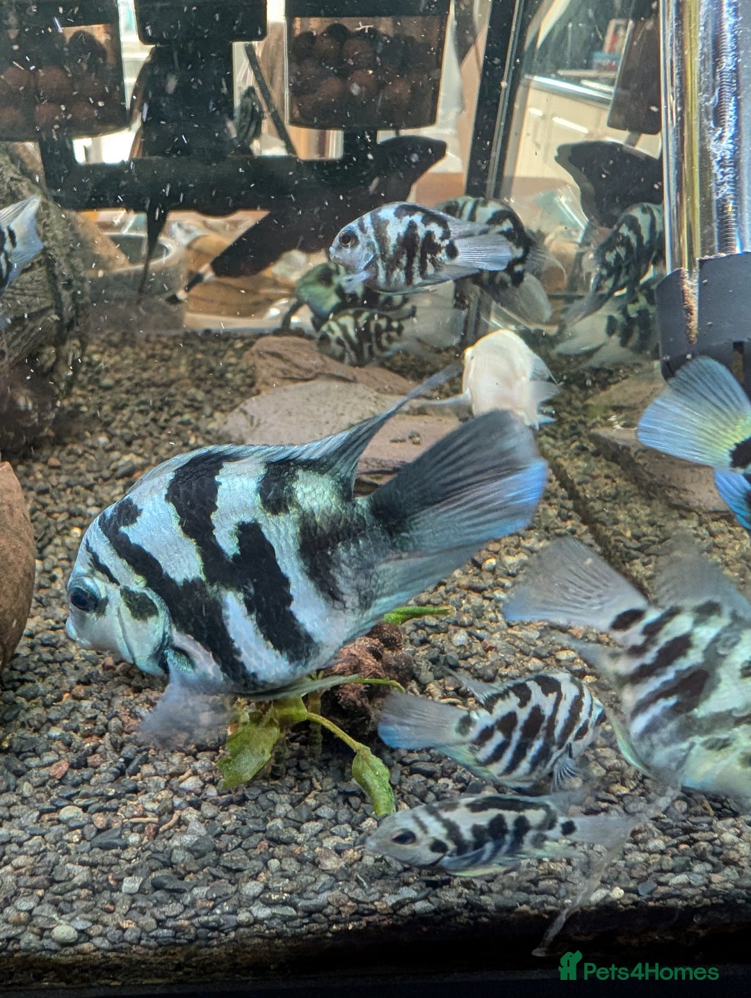 Cichlids fish for sale: Polar blue parrot fish - Advert 1