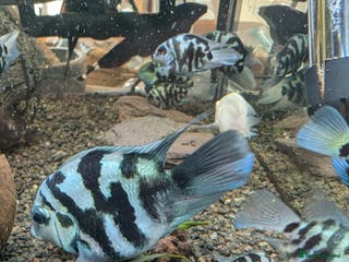 Cichlids fish Polar blue parrot fish - Advert 1