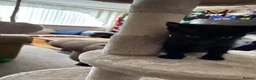 Mixed Breed cats for sale: Beautiful kittens for forever homes  in Newark - Advert 4