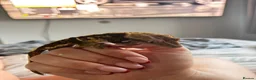 Gecko reptiles for sale: Jupiter the crested gecko  - Advert 3