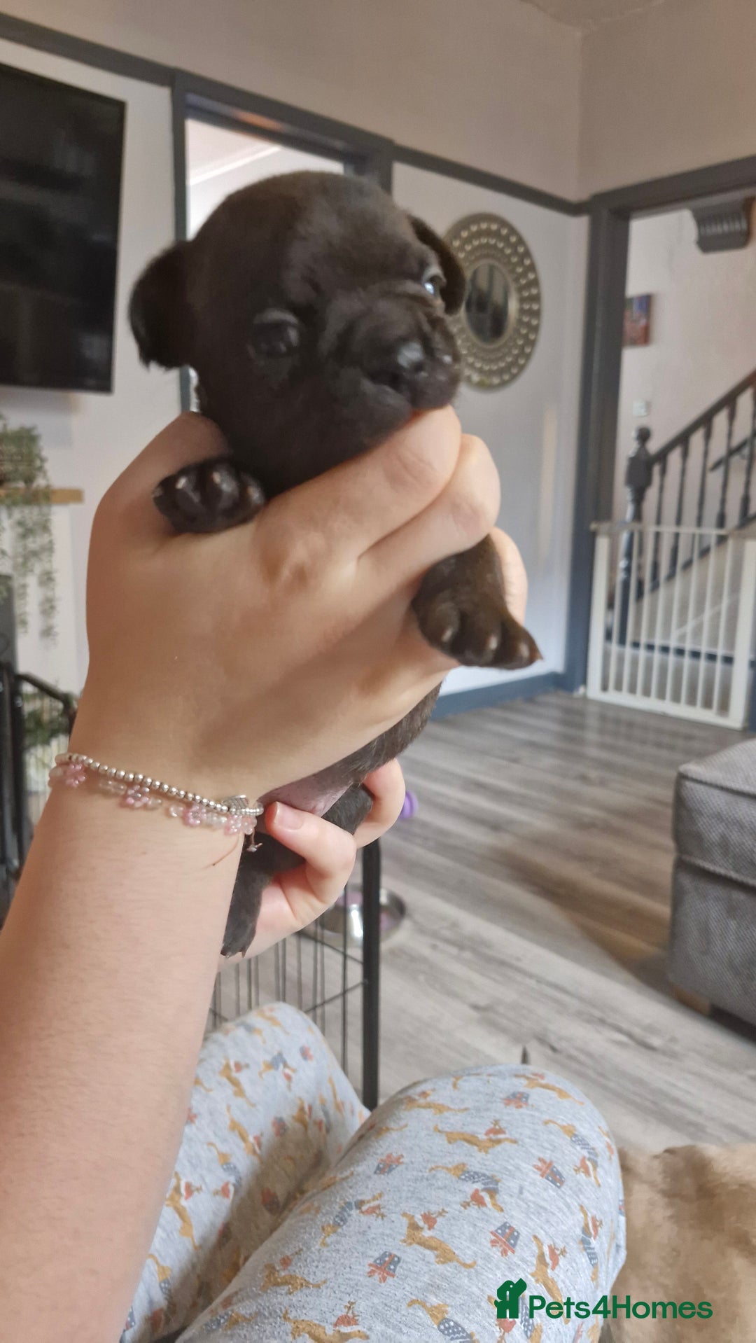 French Bulldog dogs for sale: 2 beautiful litters of French bulldog puppies - Image 22
