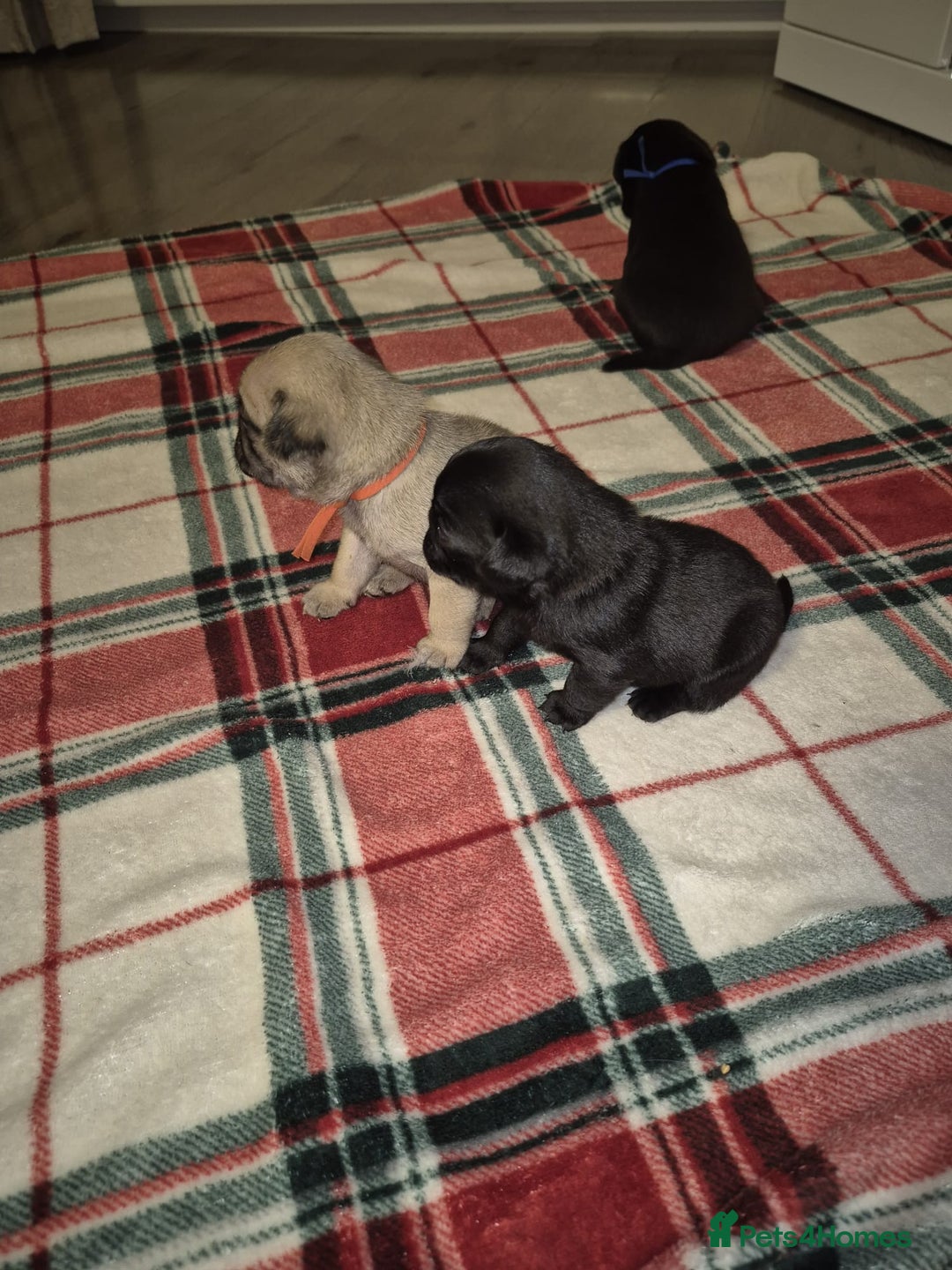 Pug dogs for sale: Pug puppies 🐶  - Image 8