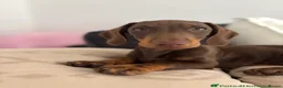 Miniature Dachshund dogs for sale: 1 year old chocolate miniature dachshund  in Musselburgh - Advert 1